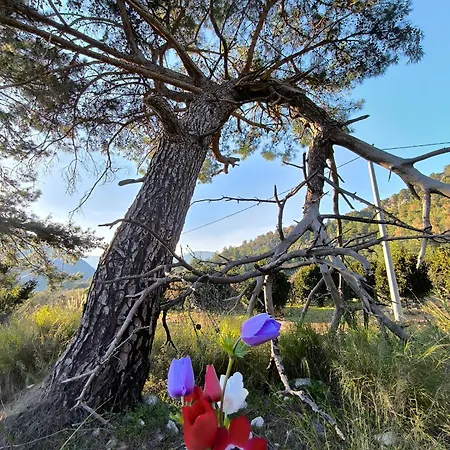Kapsül Otel Litost Cafe Adrasan